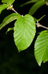 Cherry birch <BR>Sweet birch